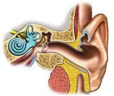 Inner Ear