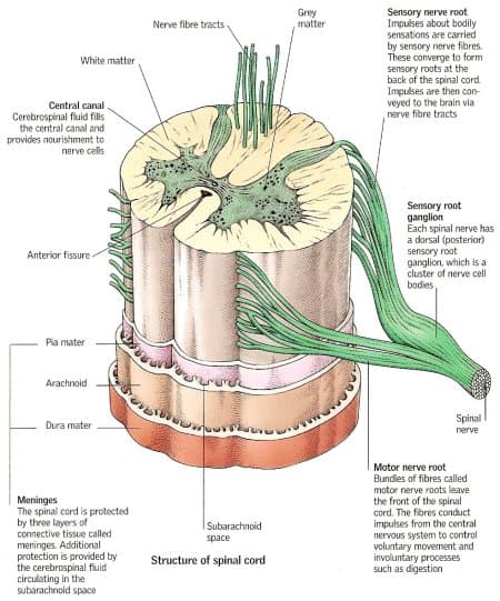 Spinal roots