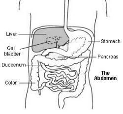 Abdomen