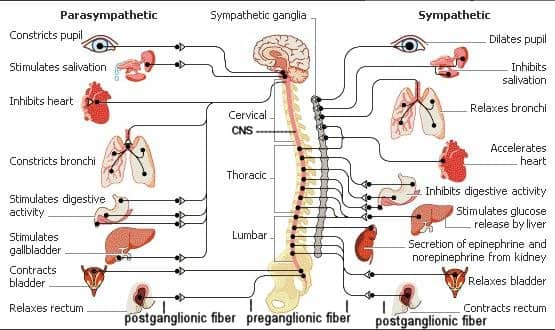 AUTONOMIC NERVES