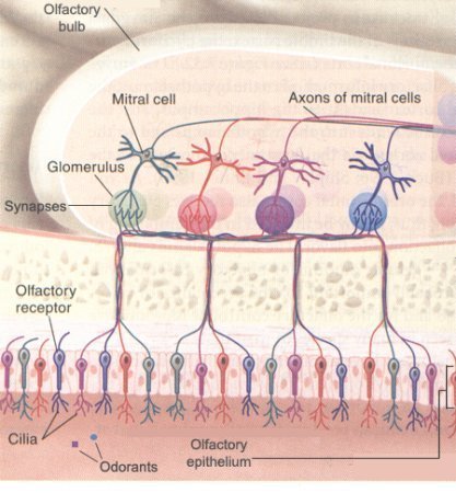 Olfactory Bulb