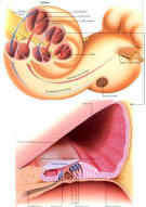 Cochlea