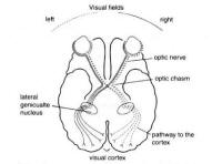 Optic Pathway