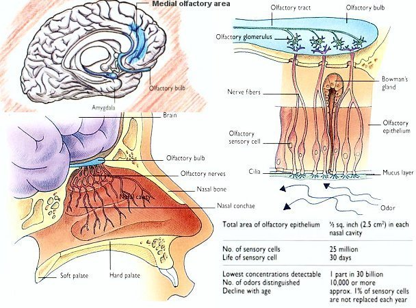 Sense of Smell