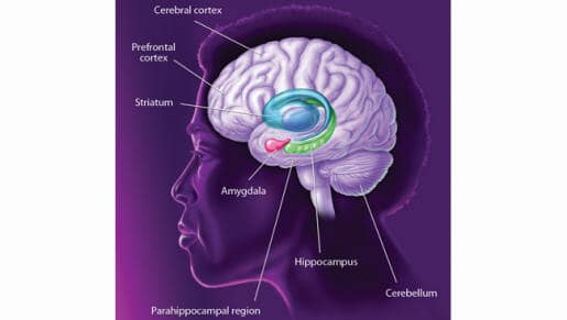 Learning memory brain