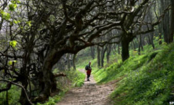 Areas of woodland can harbour ticks