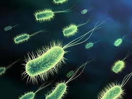 BifidoBacteria