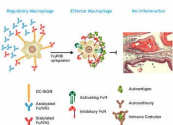 immune cells